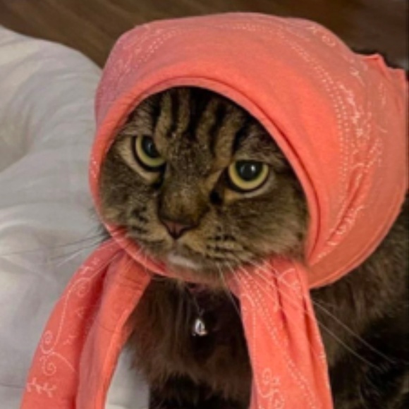 Meet your Posher, Sara - Picture 1 of 1